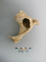 藏品(貝類)的圖片